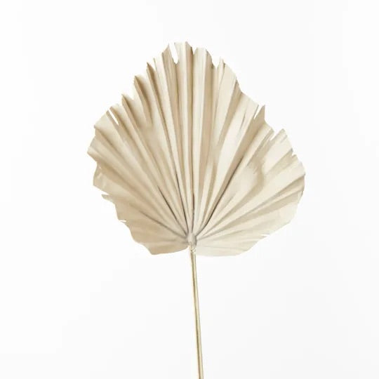 Palm Fan | Natural