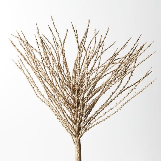 Palm Alexandria Fringe