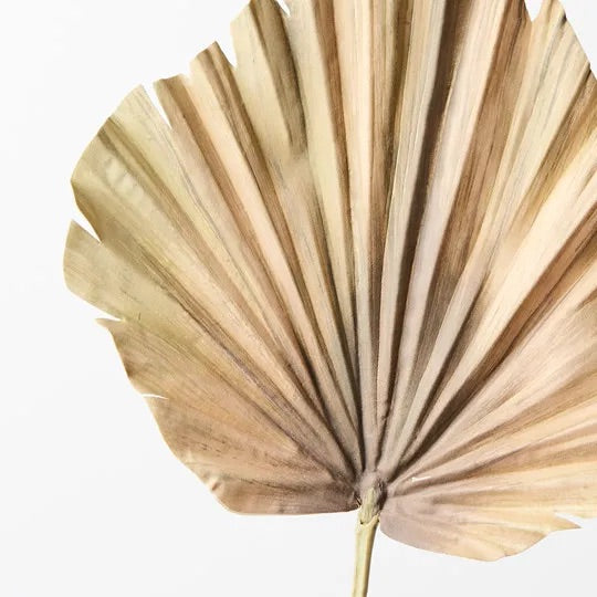 Palm Fan | Green Brown