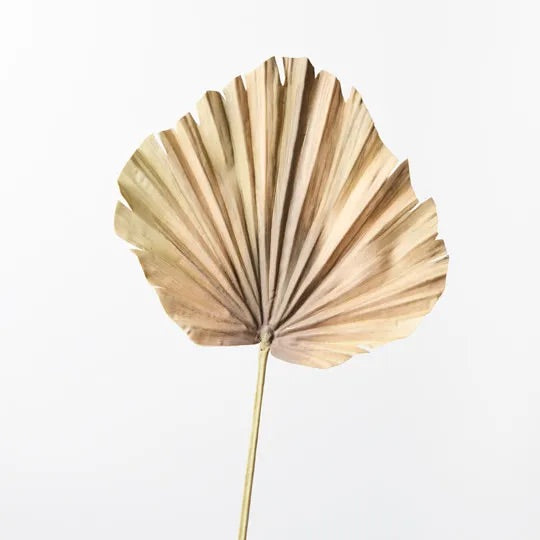 Palm Fan | Green Brown
