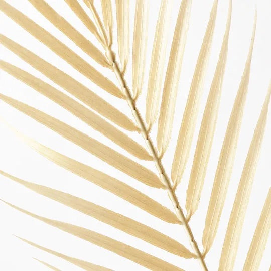 Palm Phoenix Leaf | Cream